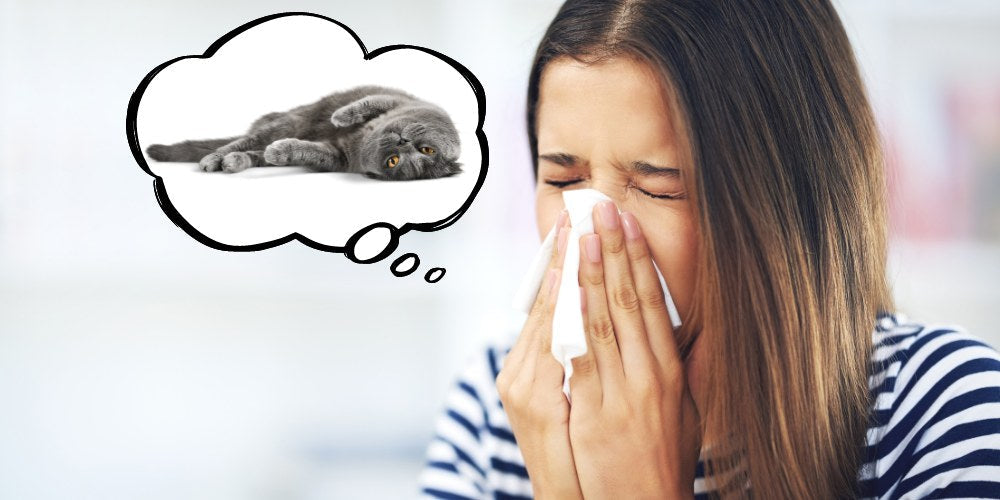 Die 10 besten hypoallergenen Katzenrassen für Allergiker Knuddel die Katz
