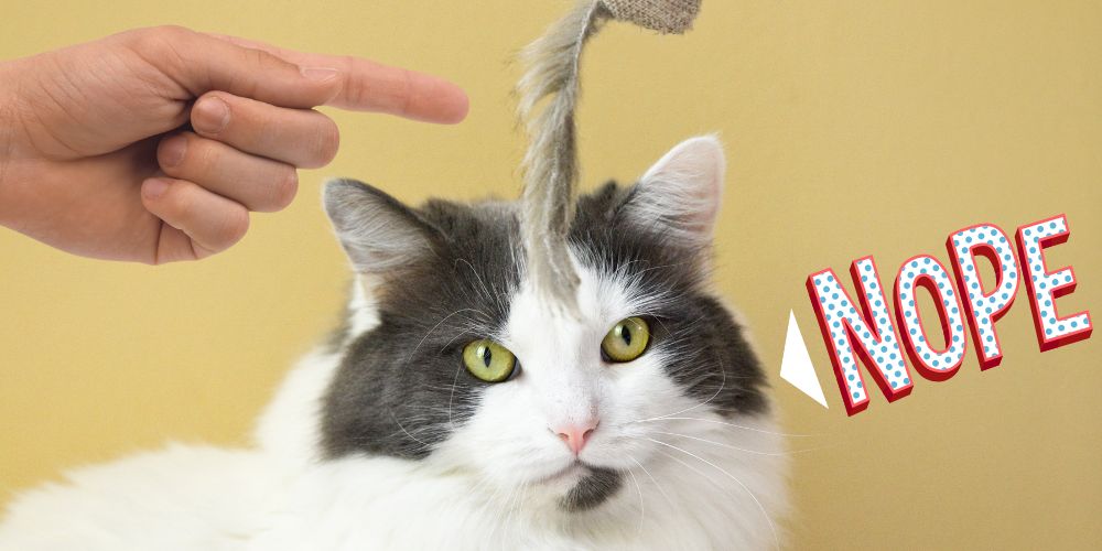 Deine Katze will nicht spielen? So animierst du sie! Knuddel die Katz