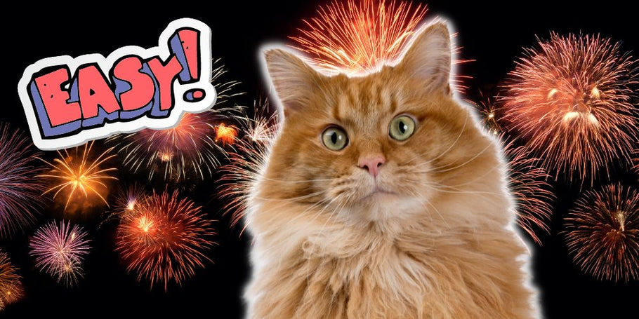 Feuerwerks-Desensibilisierung für Katzen: So klappt es bis Silvester!