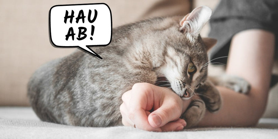 Katze will nicht kuscheln – Die 8 häufigsten Gründe